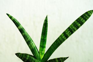 Jak se můj táta rozbrečel, protože se mu stýskalo po tchyni - Médium.cz